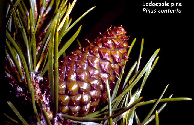 Pinus contorta